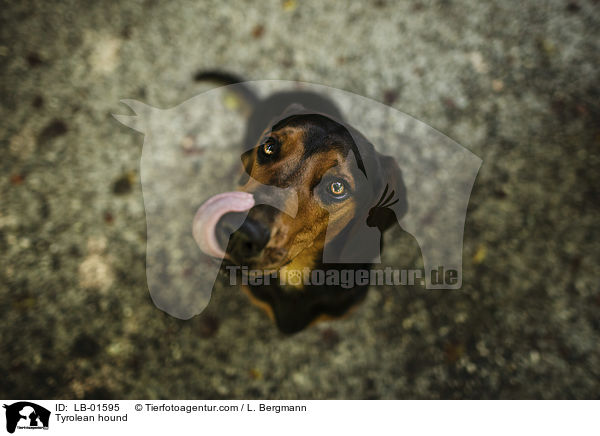 Tyrolean hound / LB-01595