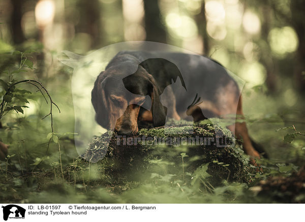 standing Tyrolean hound / LB-01597