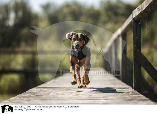 running Tyrolean hound / LB-01606