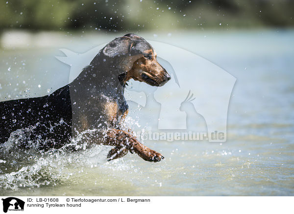 running Tyrolean hound / LB-01608