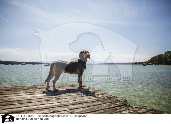 standing Tyrolean hound / LB-01610