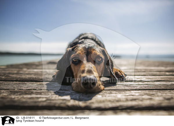 lying Tyrolean hound / LB-01611