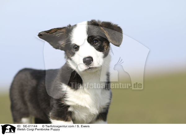 Welsh Corgi Pembroke Puppy / SE-01144