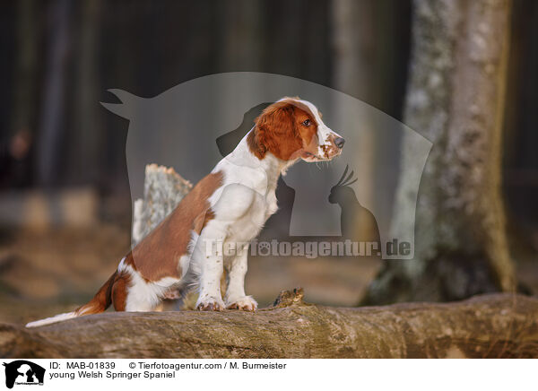 young Welsh Springer Spaniel / MAB-01839