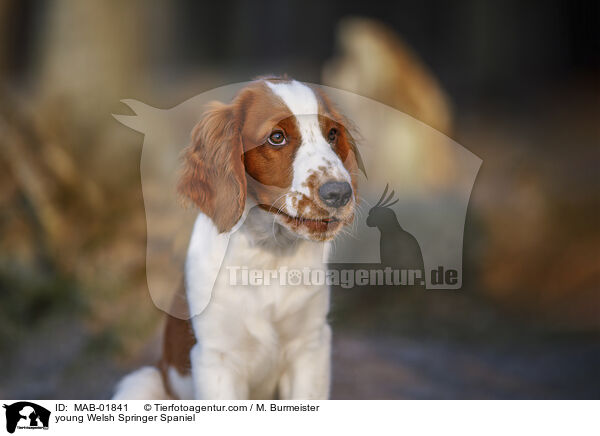 young Welsh Springer Spaniel / MAB-01841