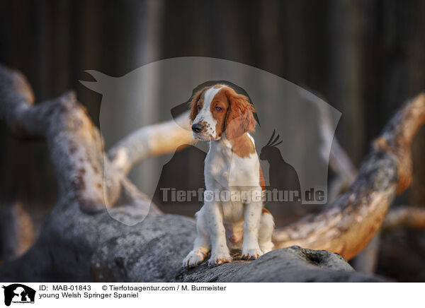 young Welsh Springer Spaniel / MAB-01843