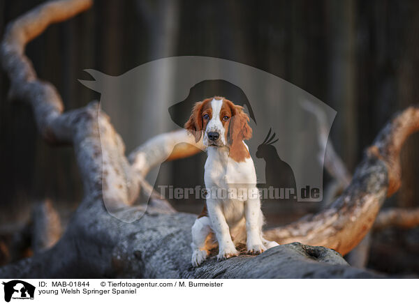 young Welsh Springer Spaniel / MAB-01844
