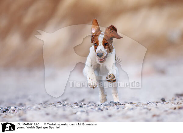 young Welsh Springer Spaniel / MAB-01846