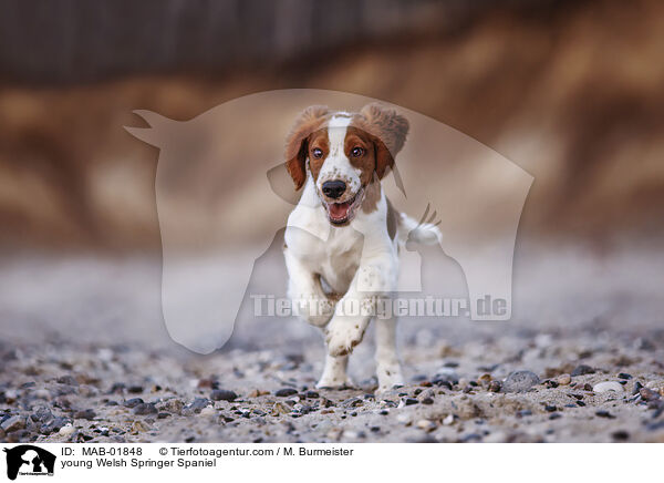 young Welsh Springer Spaniel / MAB-01848