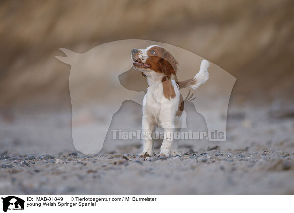 young Welsh Springer Spaniel / MAB-01849