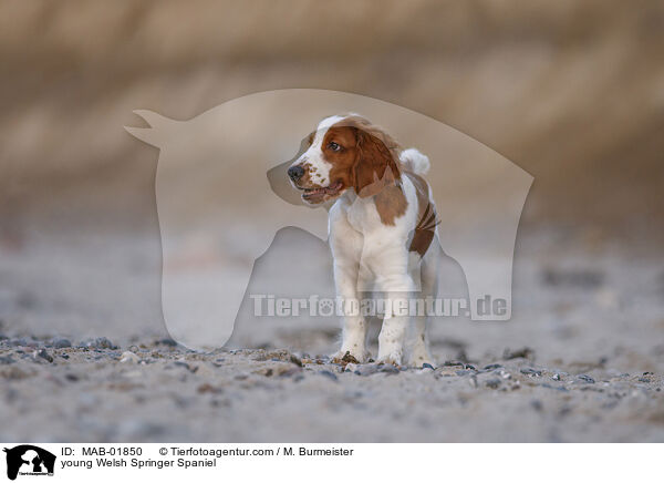 young Welsh Springer Spaniel / MAB-01850