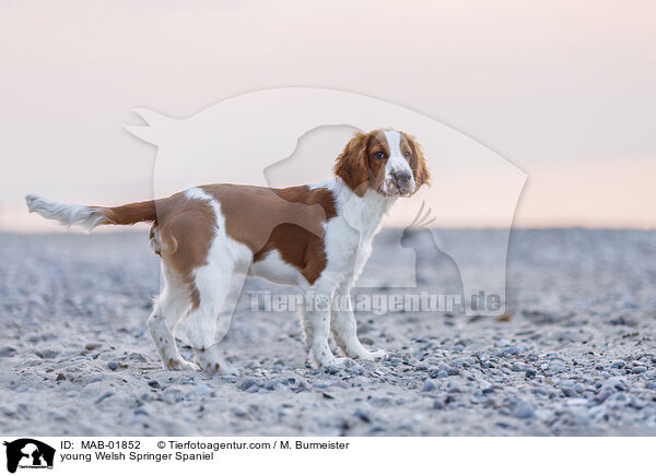 young Welsh Springer Spaniel / MAB-01852