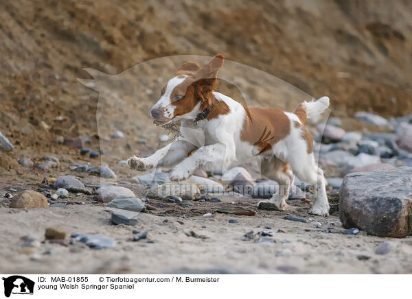 young Welsh Springer Spaniel / MAB-01855