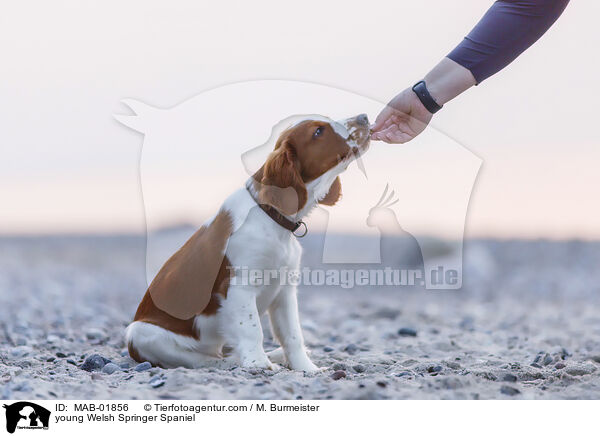 young Welsh Springer Spaniel / MAB-01856
