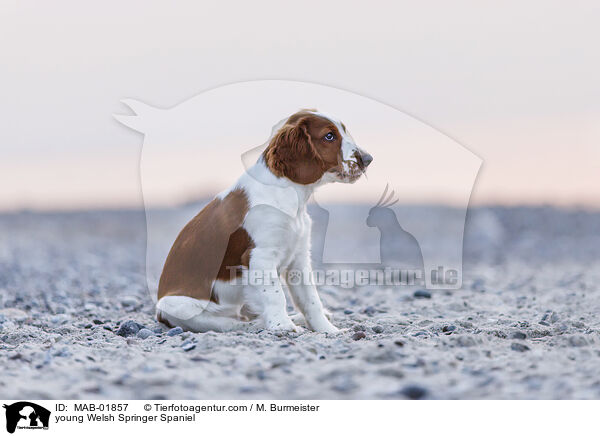young Welsh Springer Spaniel / MAB-01857
