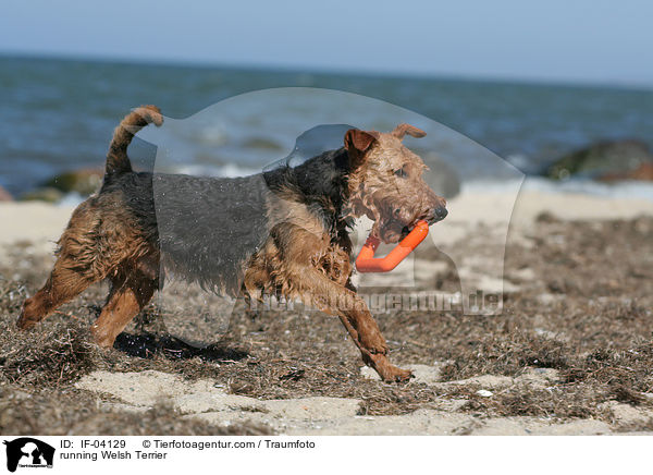 running Welsh Terrier / IF-04129