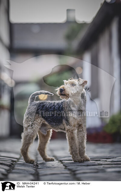 Welsh Terrier / MAH-04241
