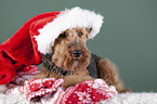 Welsh terrier between Christmas decoration