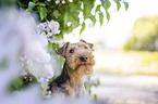Welsh terrier in front of lilac bush