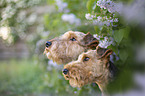 Welsh terrier in front of lilac bush