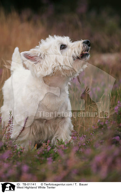 West Highland White Terrier / TB-01141