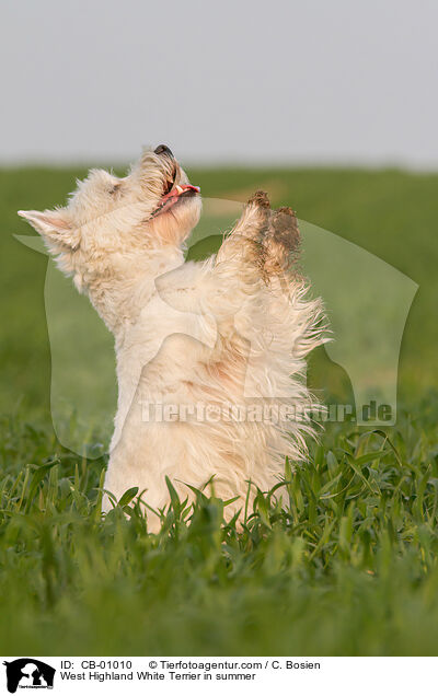 West Highland White Terrier in summer / CB-01010