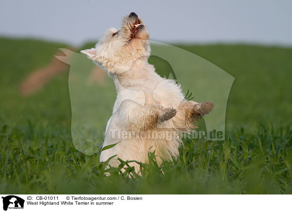 West Highland White Terrier in summer / CB-01011