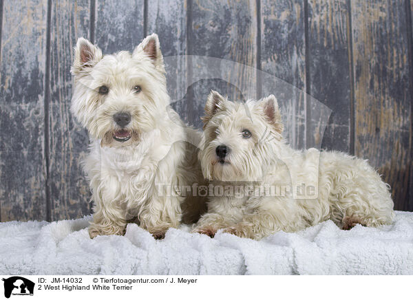 2 West Highland White Terrier / JM-14032