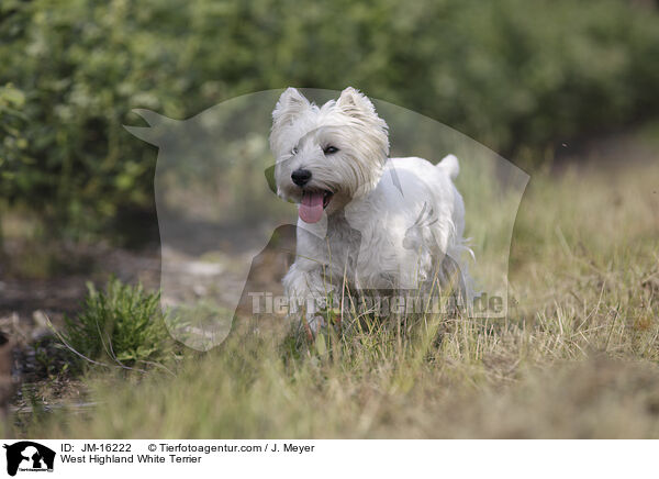 West Highland White Terrier / JM-16222