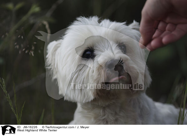 West Highland White Terrier / JM-16226