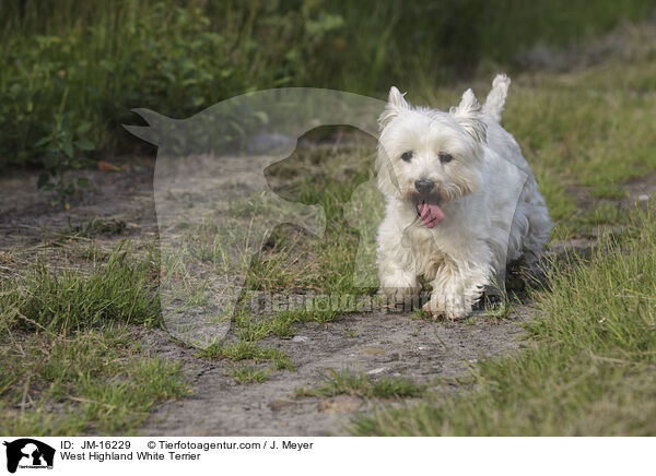 West Highland White Terrier / JM-16229