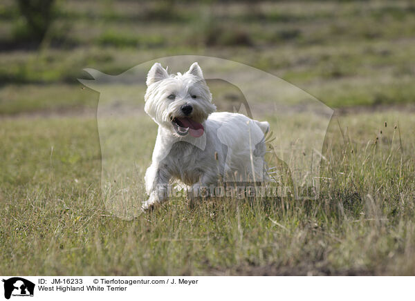 West Highland White Terrier / JM-16233