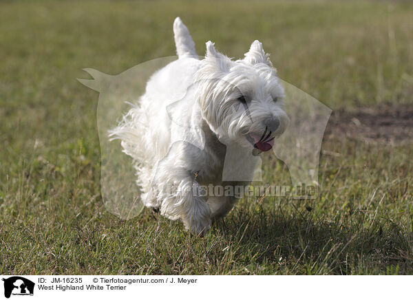 West Highland White Terrier / JM-16235