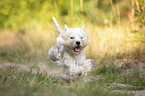running West Highland White Terrier
