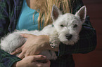 West Highland White Terrier with woman