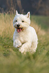 West Highland White Terrier in summer