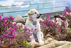 West Siberian Laika Puppy