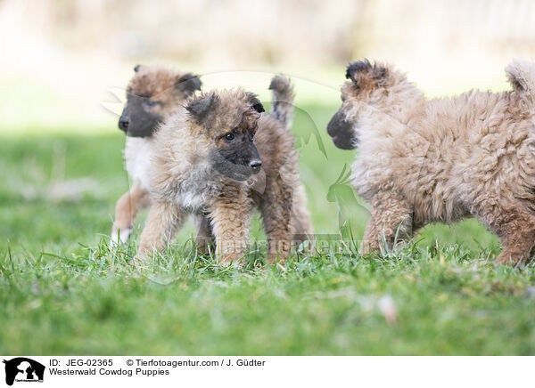 Westerwald Cowdog Puppies / JEG-02365