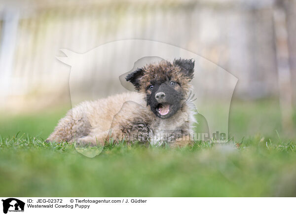 Westerwald Cowdog Puppy / JEG-02372