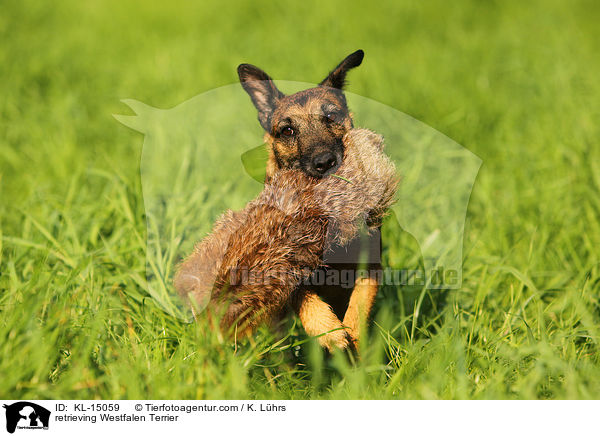 retrieving Westfalen Terrier / KL-15059