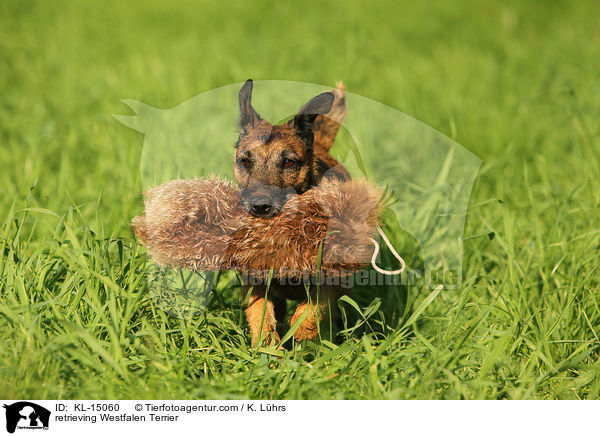 retrieving Westfalen Terrier / KL-15060