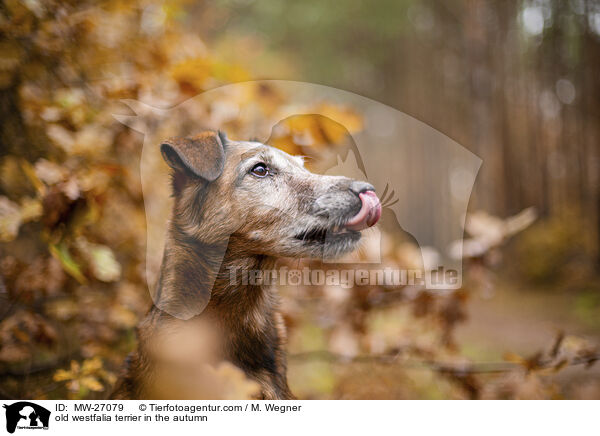 old westfalia terrier in the autumn / MW-27079