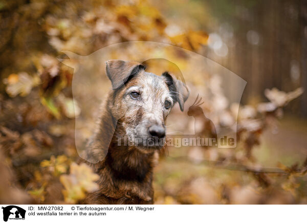 old westfalia terrier in the autumn / MW-27082