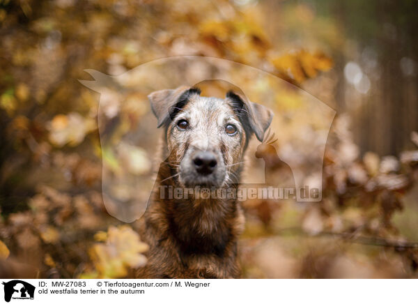 old westfalia terrier in the autumn / MW-27083