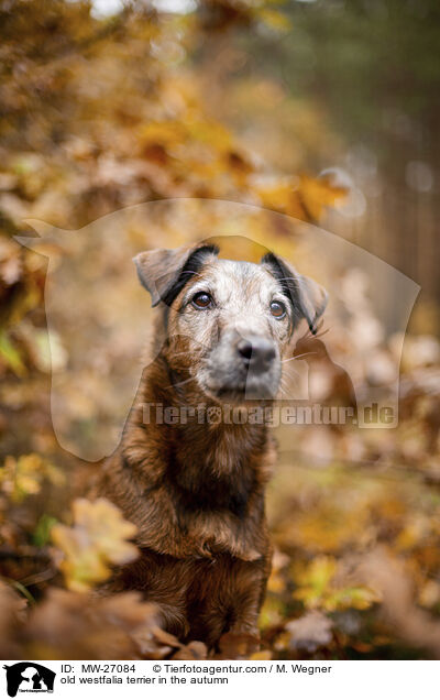 old westfalia terrier in the autumn / MW-27084
