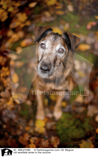 old westfalia terrier in the autumn / MW-27086