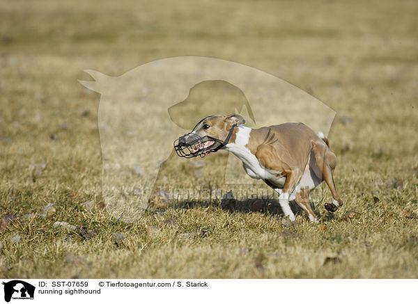 running sighthound / SST-07659