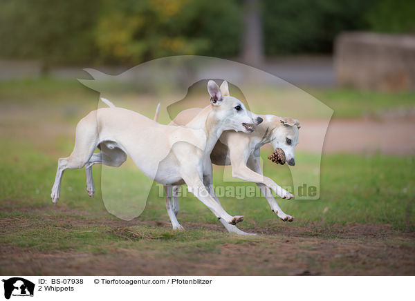 2 Whippets / BS-07938