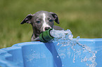 Whippet Puppy at the pool