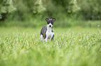 standing Whippet Puppy